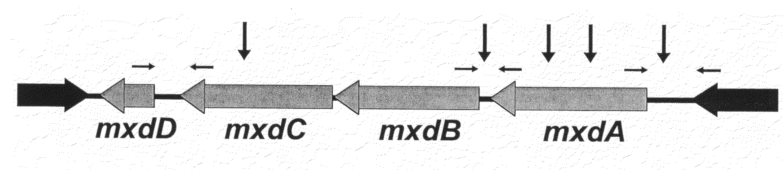 Methods for microbial biofilm destruction and interference with microbial cellular physiology