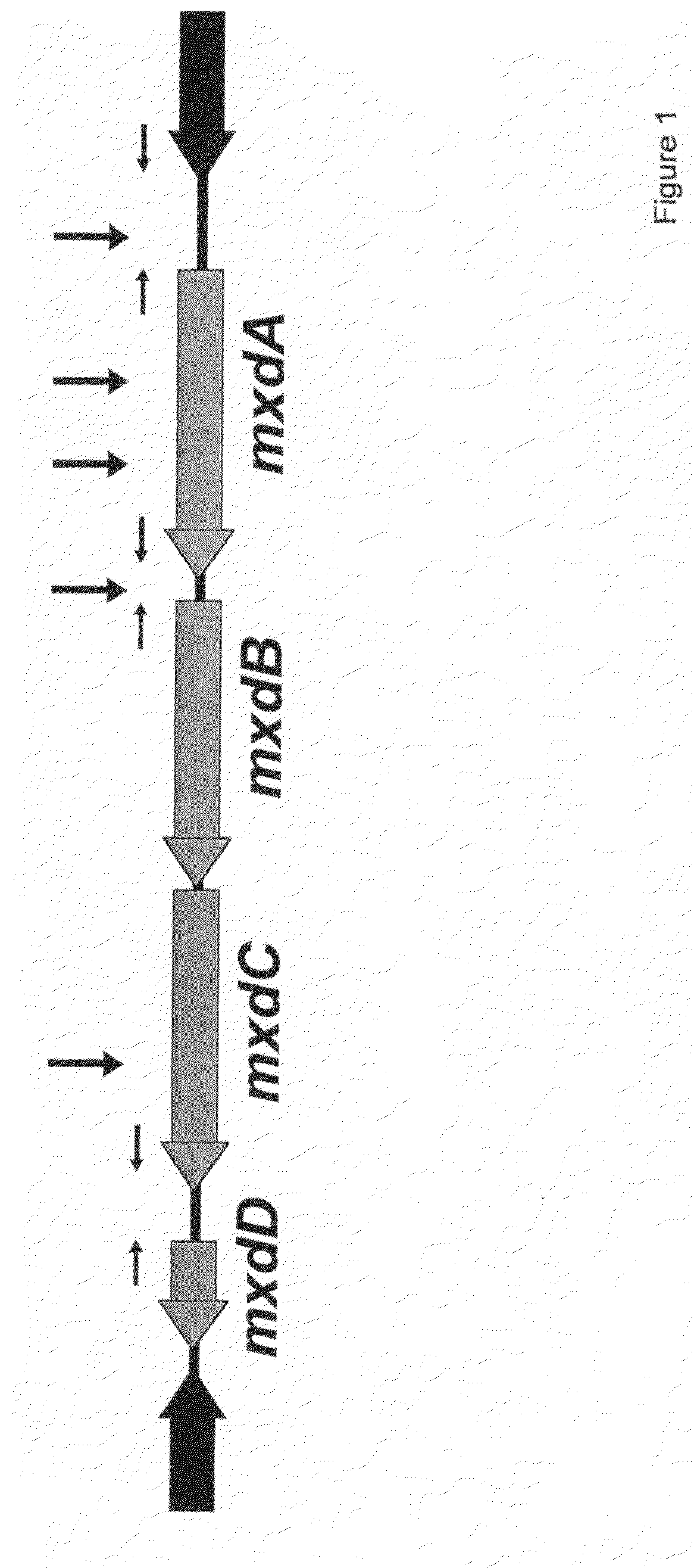 Methods for microbial biofilm destruction and interference with microbial cellular physiology