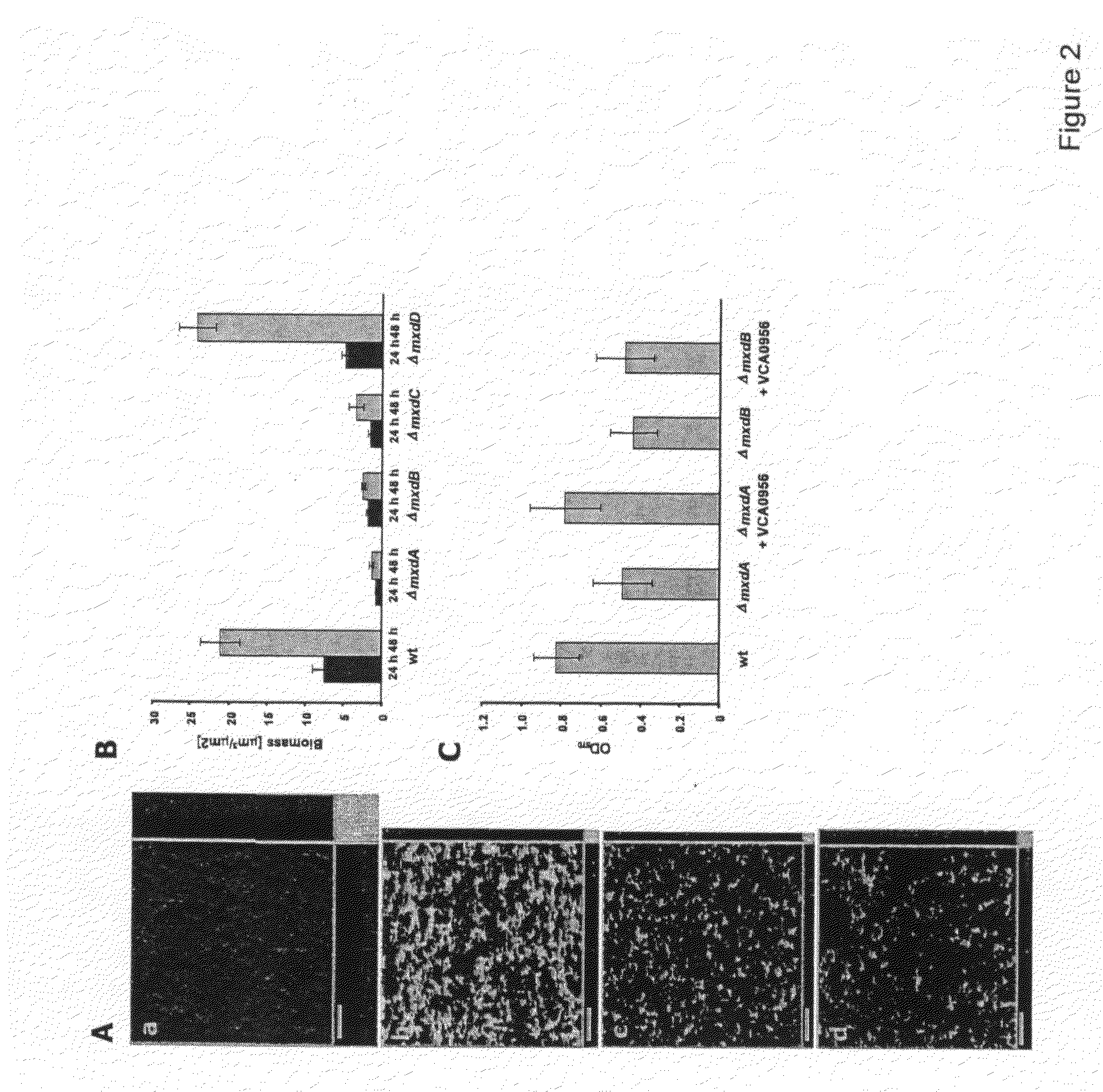 Methods for microbial biofilm destruction and interference with microbial cellular physiology