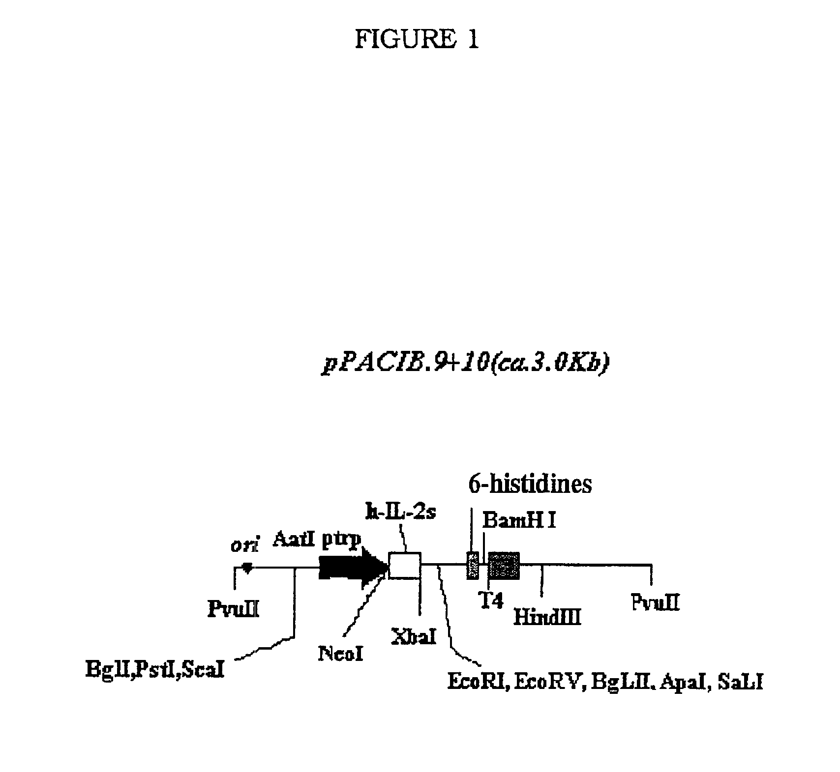 Antibodies and Fv fragment recognizing antigen IOR C2