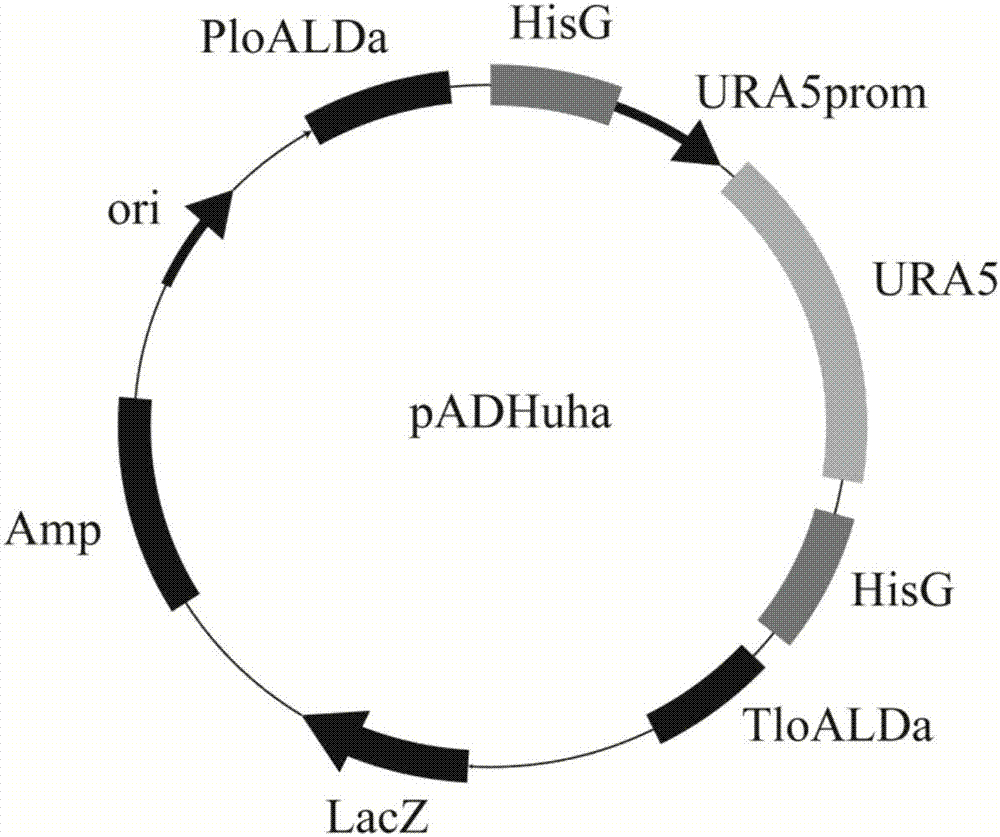 Preparation method and application of high-yield 2-phenylethanol with candida glycerinogenes engineering bacterium