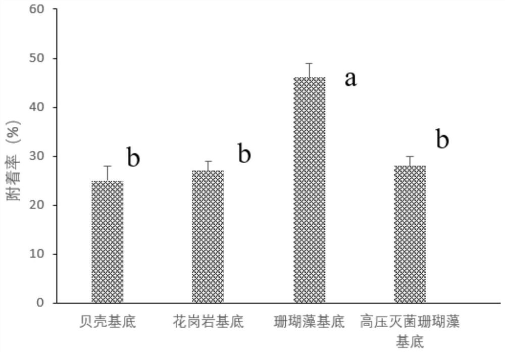 A method of inducing coral floating larvae to improve attachment ability