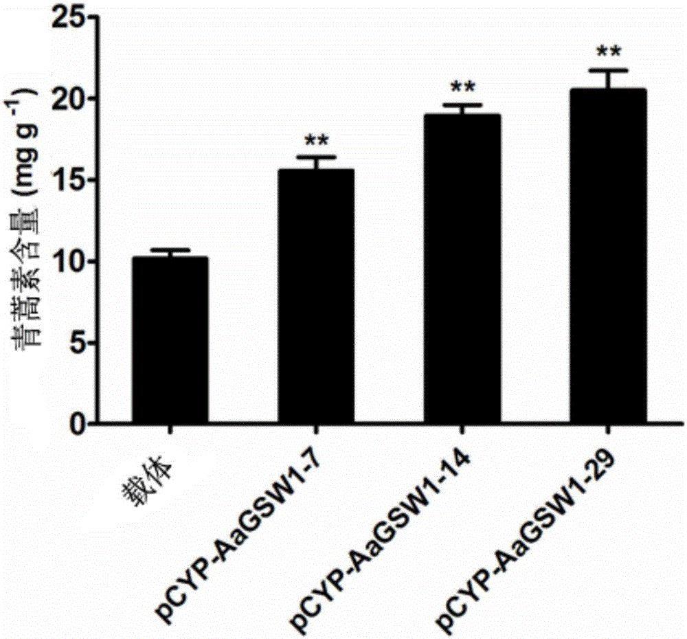 Artemisia carvifolia WRKY type transcription factor coding sequence and application