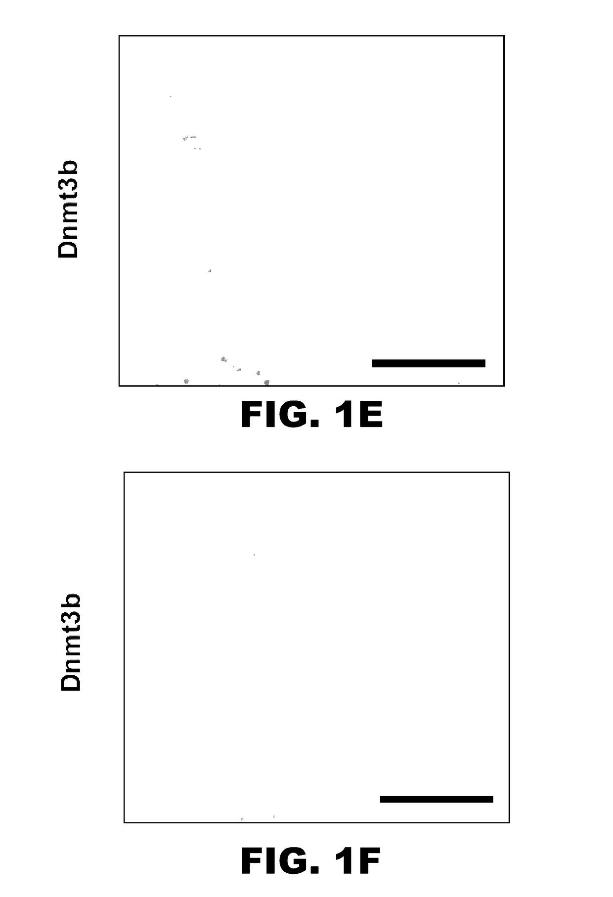 DNA methyltransferases for the treatment and prevention of arthritis