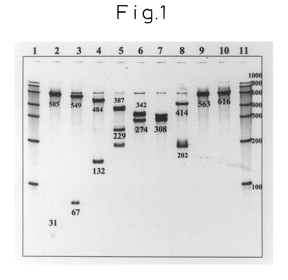 Oligonucleotides for detection of Vibrio parahaemolyticus and detection method for Vibrio parahaemolyticus using the same oligonucleotides