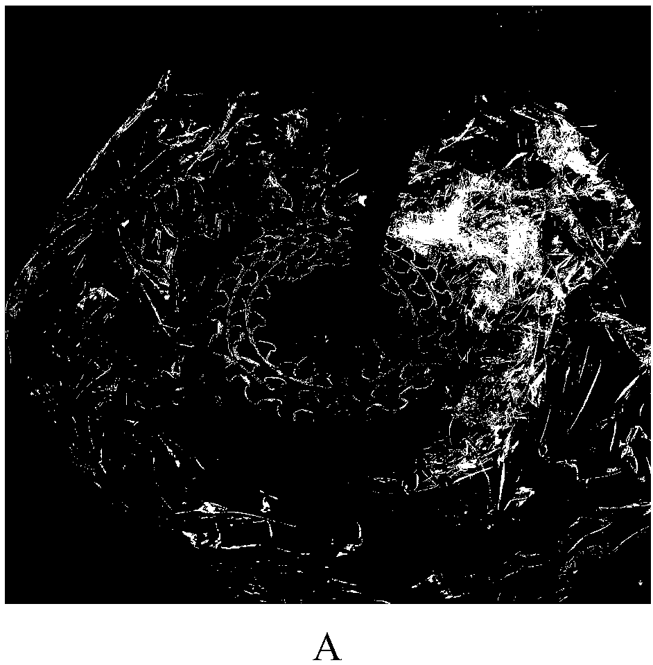 A kind of collection method of Japanese ladybug pupae and artificial large-scale breeding method of Japanese ladybug