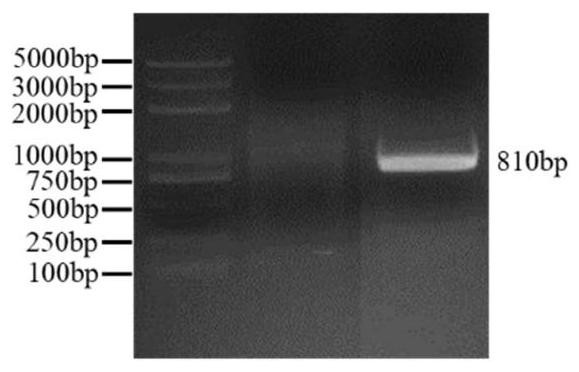 Getah virus strain and application thereof