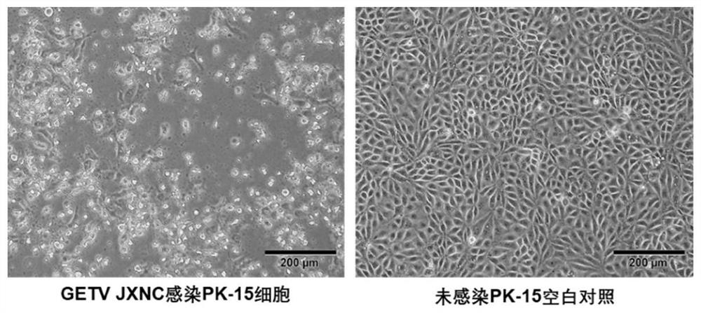 Getah virus strain and application thereof