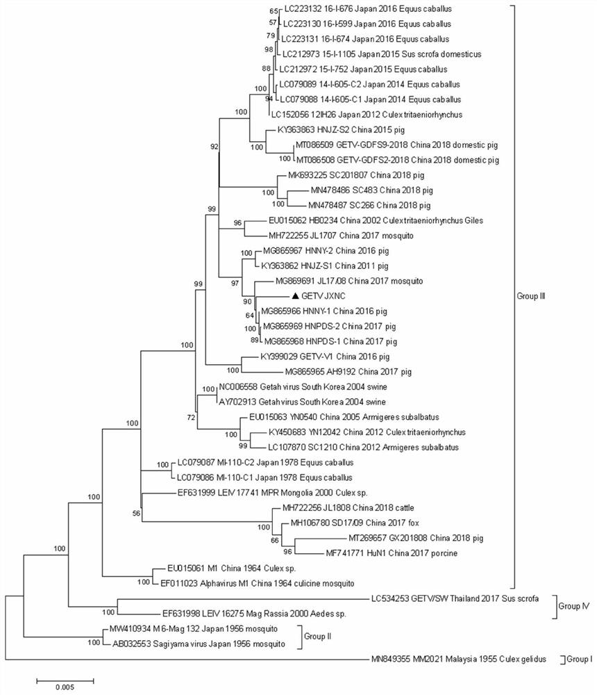 Getah virus strain and application thereof