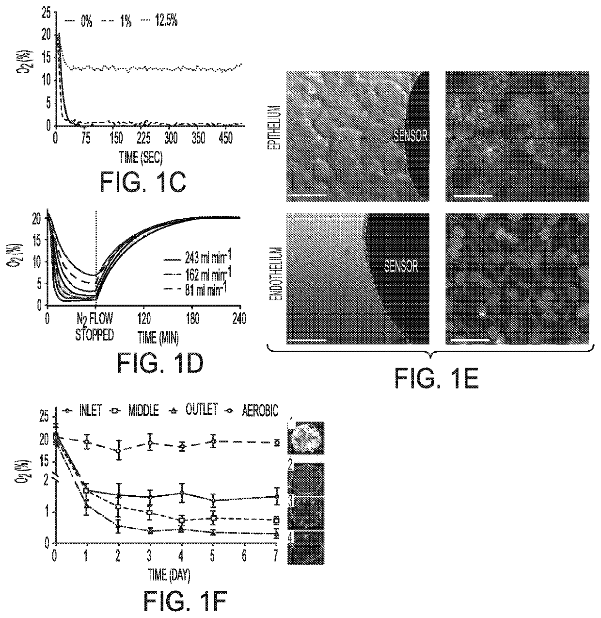 Complex Human Gut Microbiome Cultured In An Anaerobic Human Gut-On-A-Chip