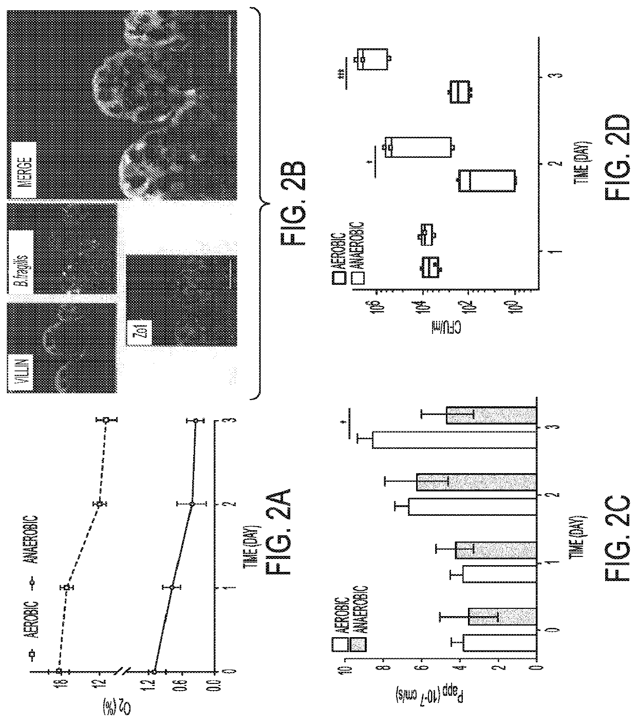 Complex Human Gut Microbiome Cultured In An Anaerobic Human Gut-On-A-Chip