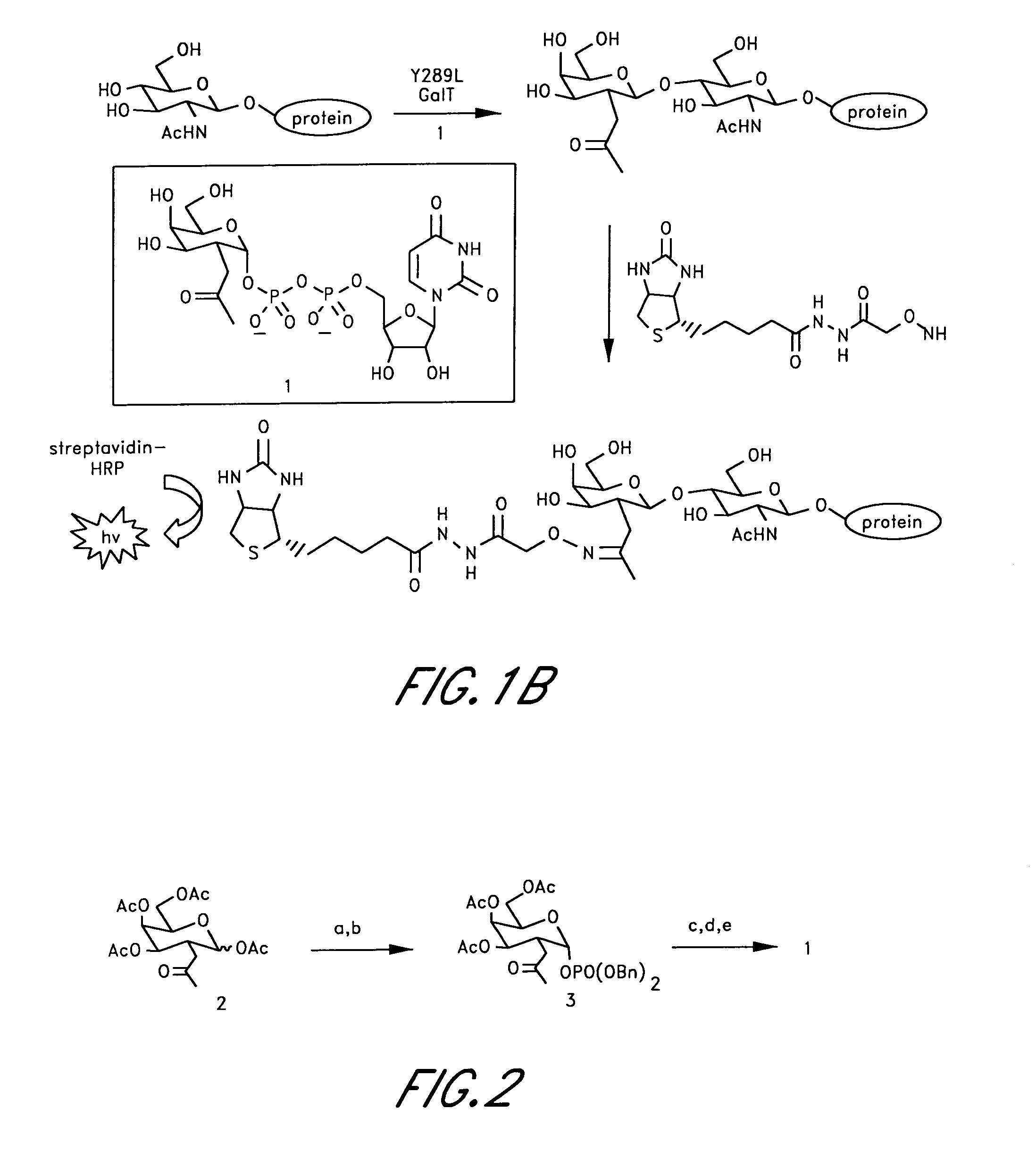 Method and compositions for the detection of protein glycosylation