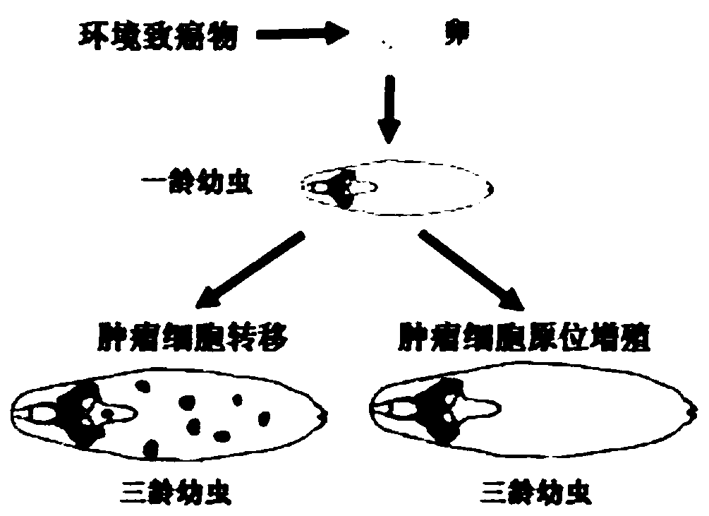 A tumor model of Drosophila melanogaster and its application