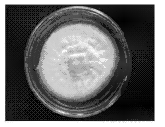 Laccase preparation method