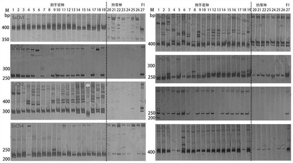 Molecular marker system for identifying authenticity of sugarcane hybrid and development method of molecular marker system