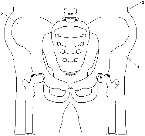 Humanoid model for ultrasonic examination of hip joints, production method of humanoid model and application of humanoid model