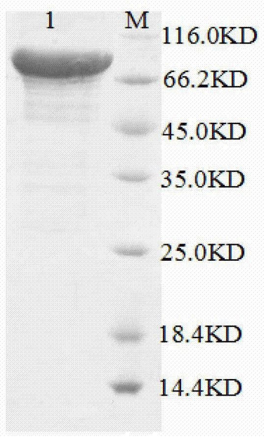 A kind of high-fidelity dna polymerase and its preparation and application