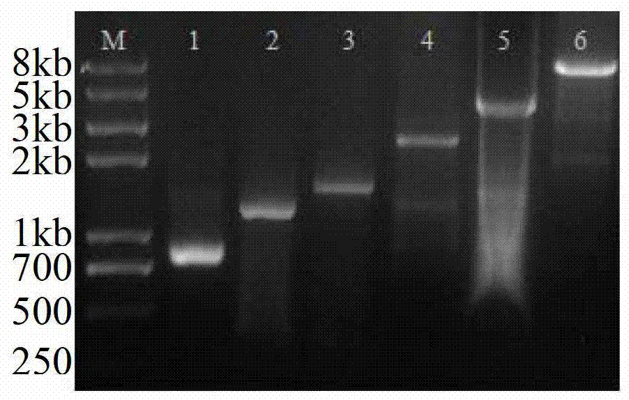 A kind of high-fidelity dna polymerase and its preparation and application