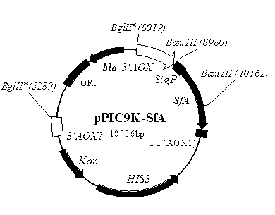 Maltotriose preparation method with starch as raw material and special fungal alpha-amylase thereof