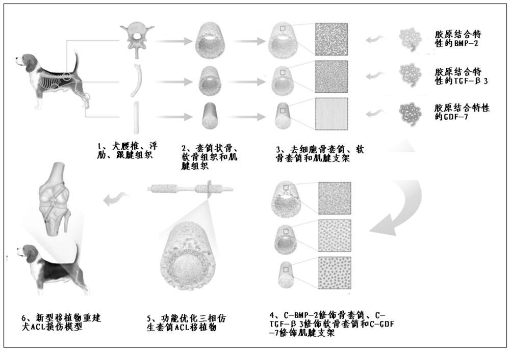 Three-phase bionic sleeve stent and preparation method thereof