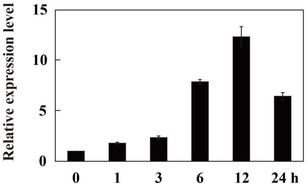 FcRGA1 gene related to disease resistance of citrus plants, primer pair, silence vector and application