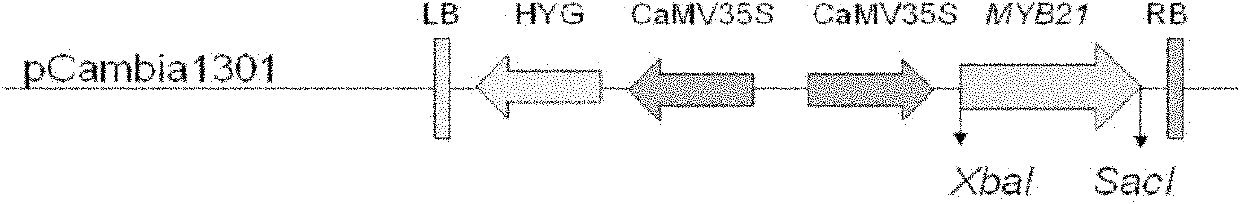 Plant fertility associated protein and coding gene and use thereof