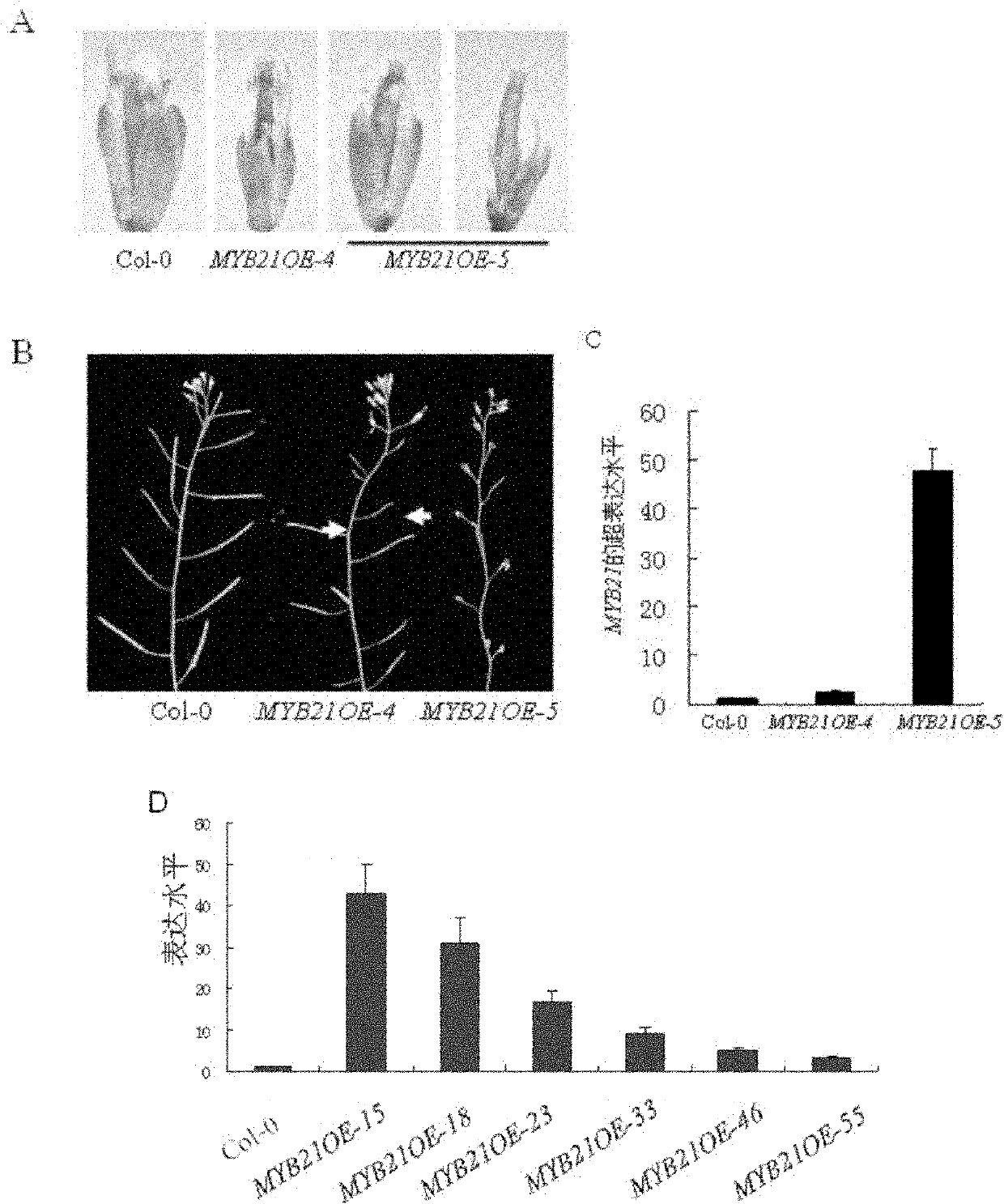 Plant fertility associated protein and coding gene and use thereof