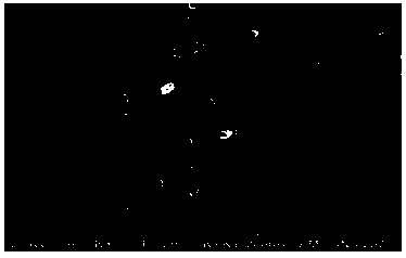 Marine microbial strain YS0810 capable of yielding alkaline catalase