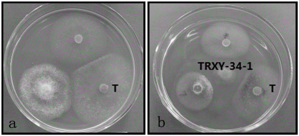 Application of sophora tonkinensis endophytic fungus TRXY-34-1 in prevention and treatment of panax notoginseng anthrax