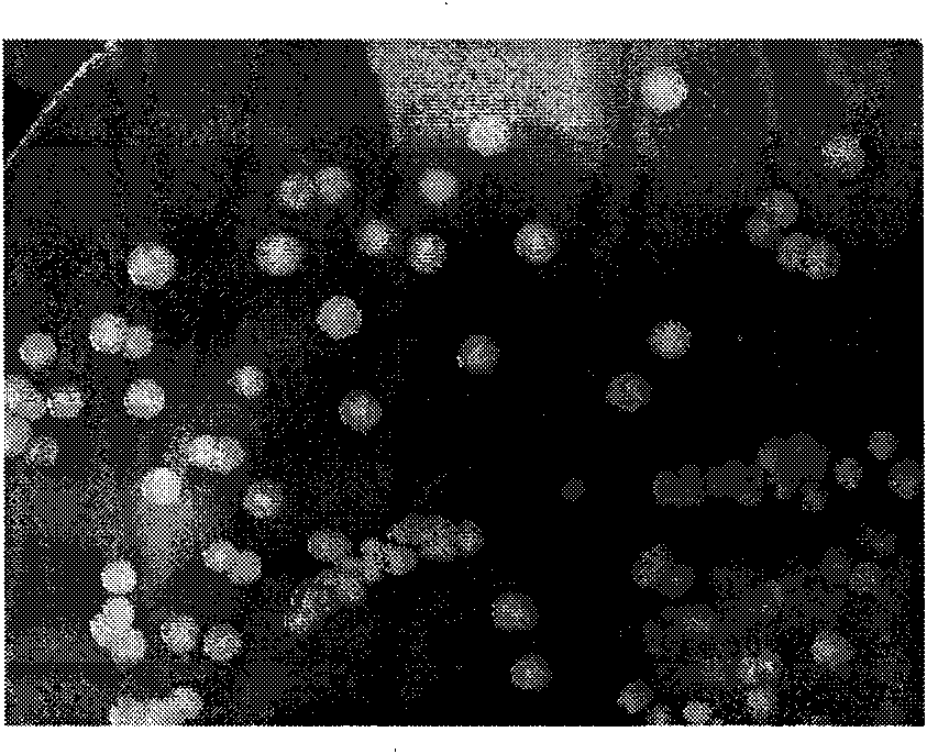 High-efficiency strain for degrading polycyclic aromatic hydrocarbon and construction method and application thereof