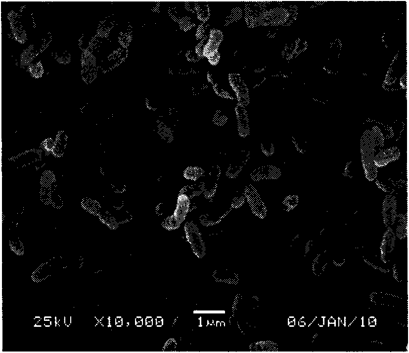 High-efficiency strain for degrading polycyclic aromatic hydrocarbon and construction method and application thereof