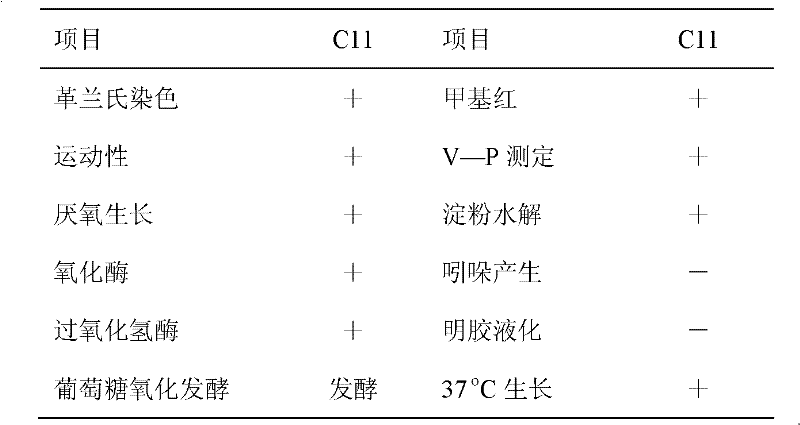 Preparation method for lactic acid-producing bacillus subtilis microbial preparation