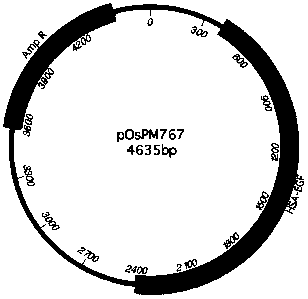 Method for separating and purifying recombinant human serum albumin-epidermal growth factor fusion protein from genetically engineered rice seeds