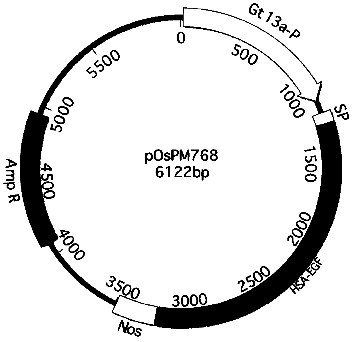 Method for separating and purifying recombinant human serum albumin-epidermal growth factor fusion protein from genetically engineered rice seeds