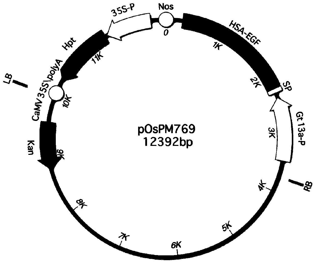 Method for separating and purifying recombinant human serum albumin-epidermal growth factor fusion protein from genetically engineered rice seeds