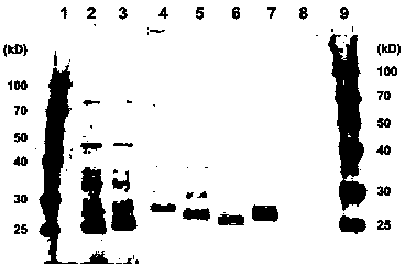 Acid xylanase mutants with improved enzyme activity and heat resistance, coding gene and application thereof