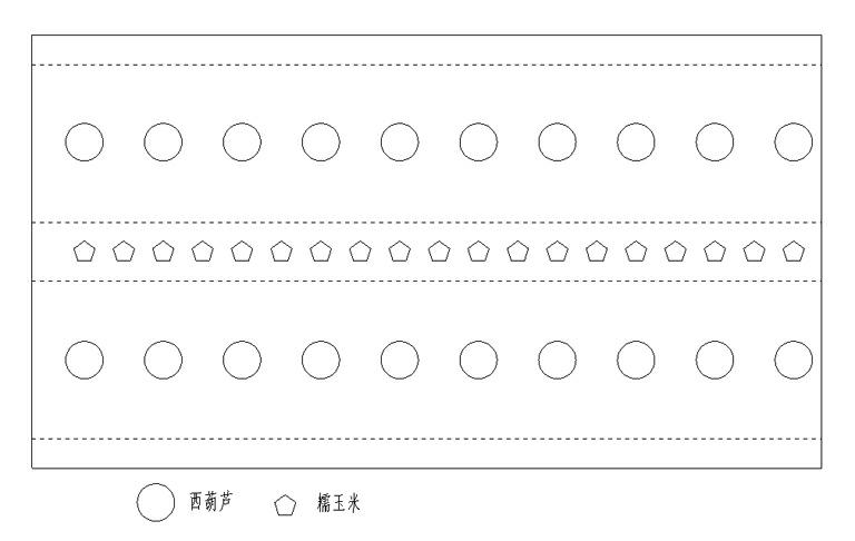 Efficient three-dimensional planting method for sweet sticky corn