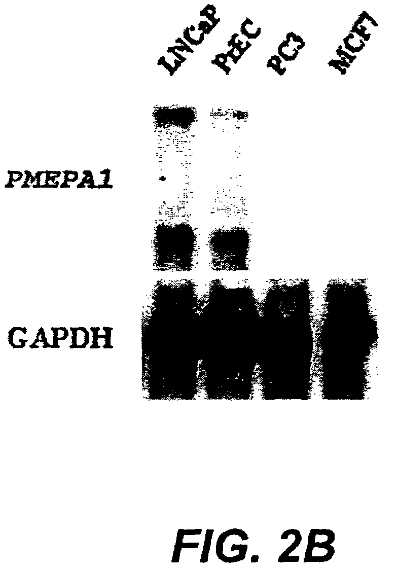 Androgen-regulated PMEPA1 gene and polypeptides