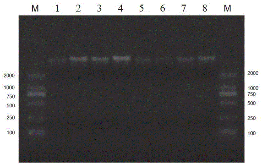 Primer system for PCR (polymerase chain reaction) identification for deer, pig, cow, sheep, horse, donkey, rabbit and chicken