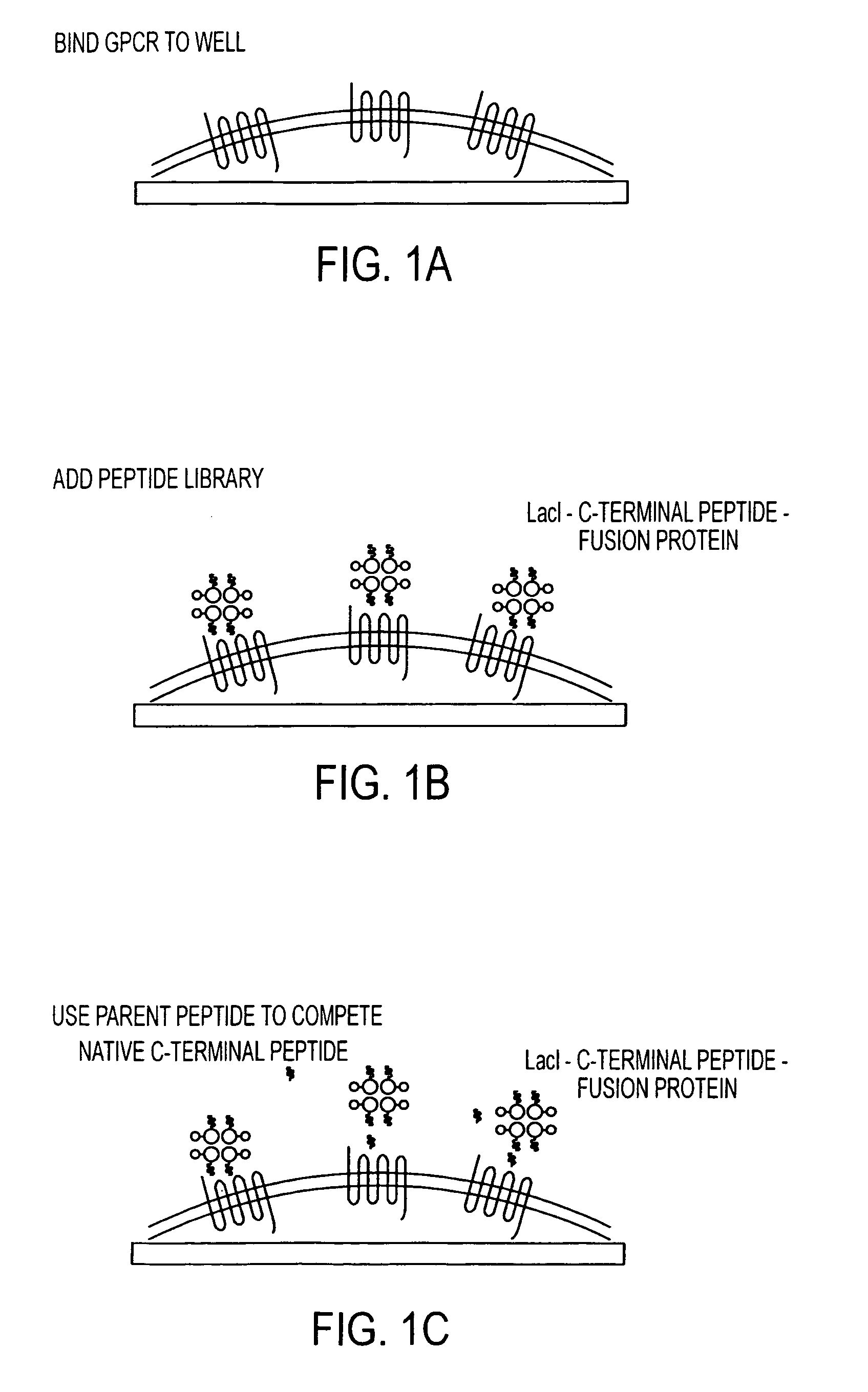 Method for identifying modulators of G protein coupled receptor signaling