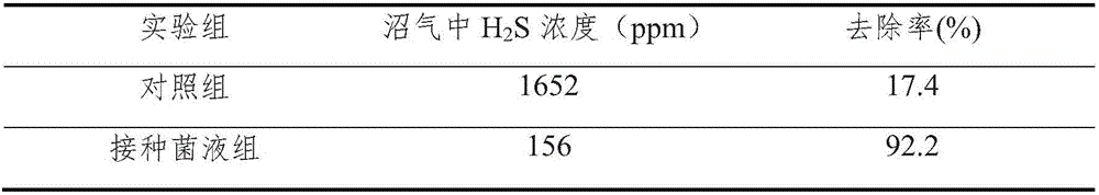 Paracoccus versutus strain and application thereof