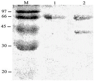 Preparation method and application of micro-capsule coated egg yolk antibody IgY resistant to main pathogenic bacteria of dairy cow mastitis