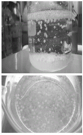 Preparation method and application of micro-capsule coated egg yolk antibody IgY resistant to main pathogenic bacteria of dairy cow mastitis