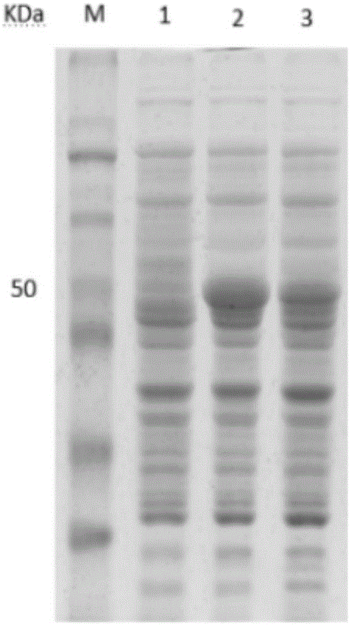 Eimeria tenella microneme protein-2 mutant EtMIC2-2119 of chickens