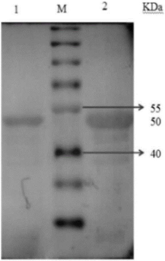 Eimeria tenella microneme protein-2 mutant EtMIC2-2119 of chickens