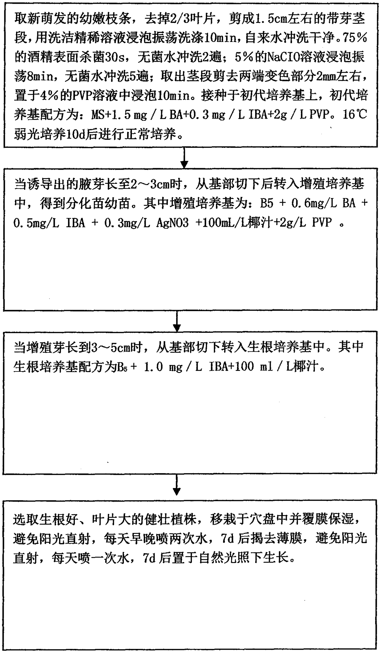 Red-skin hard-seed pomegranate tissue culture propagation system