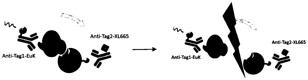 Method for screening combined blocking agent among Bcl-2 family members by utilizing HTRF one-step method