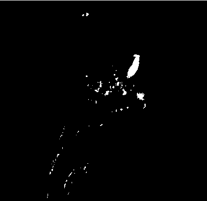 A Toona sinensis regeneration system based on callus differentiation