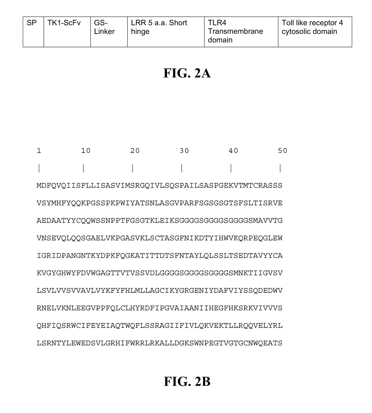 Transgenic macrophages, chimeric antigen receptors, and associated methods