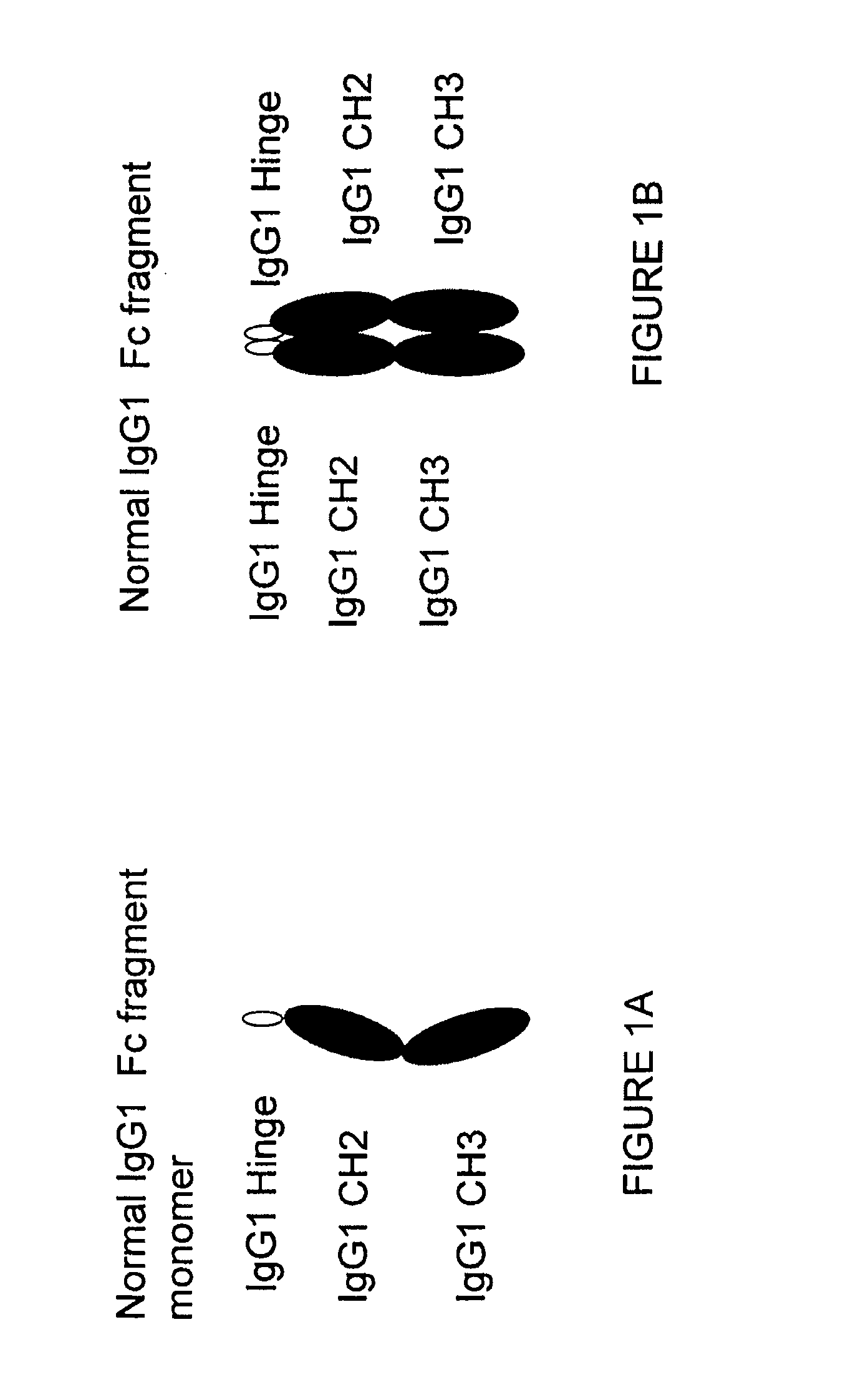 Immunoglobulin constant region fc receptor binding agents